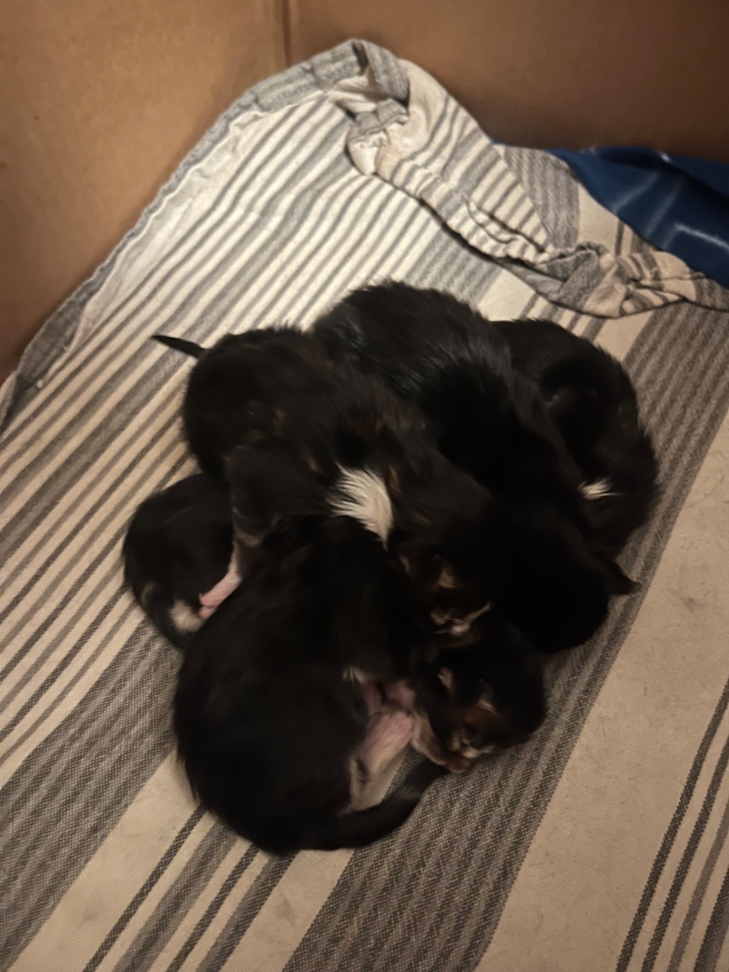 Rovers "Jul-Disney" kull november 2025.