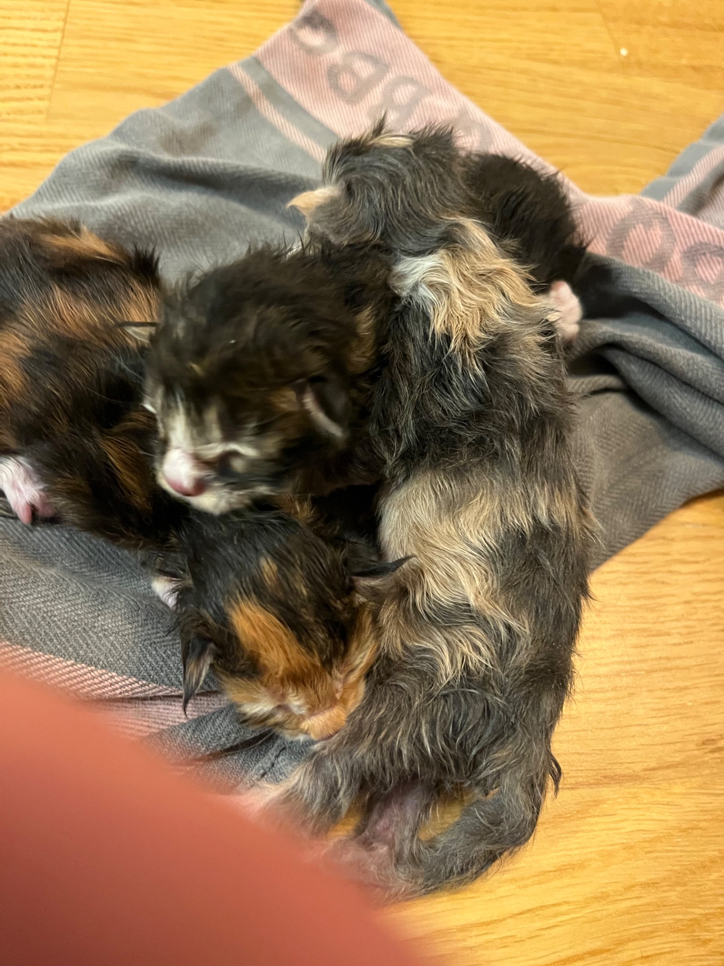 Leilas "krydd-kull", november 2025